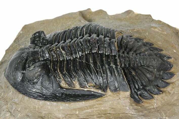 Detailed Hollardops Trilobite - Foum Zguid, Morocco #363118